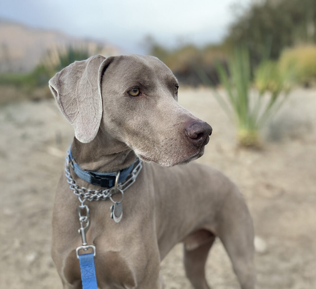 dog model for google ai image generator by nancy ingersoll
