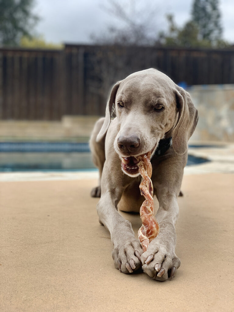 real dog model weimaraner photography by dog product photographer nancy ingersoll