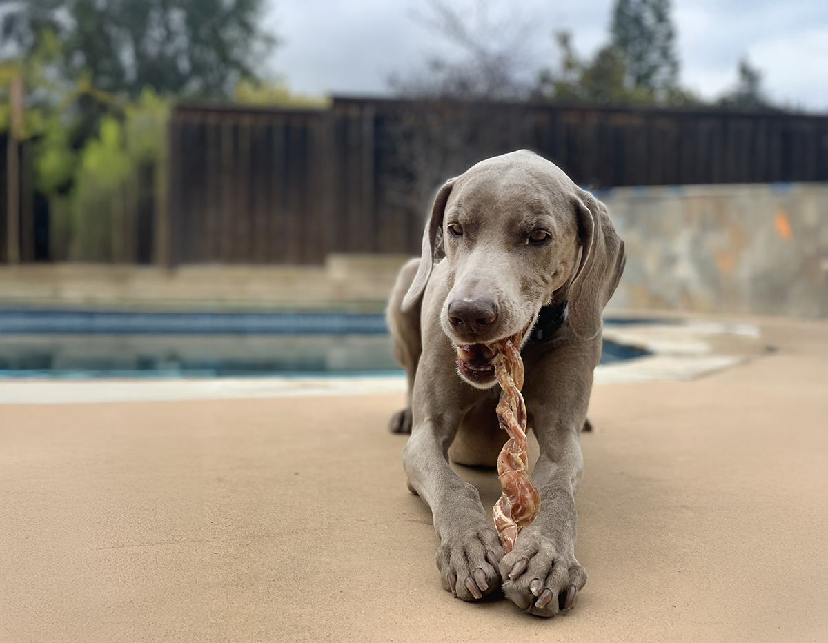lifestyle product photography with real weimaraner dog eating a treat next to a pool by nancy ingersoll