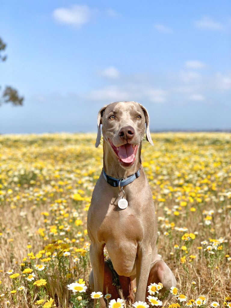 san diego dog model photography by nancy ingersoll